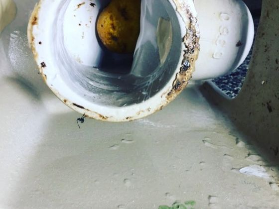 Looking into the open outlet of a lifted toilet pan with the obstruction clearly lodged inside it.